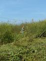 Picture 004